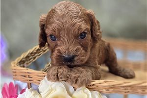 Langston - Cockapoo for sale