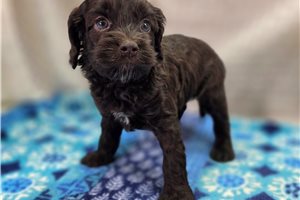 Effie - Cockapoo for sale