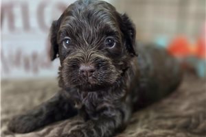 Bambi - Cockapoo for sale