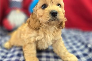 Adler - Cockapoo for sale