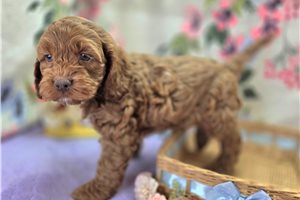 Donovan - Cockapoo for sale