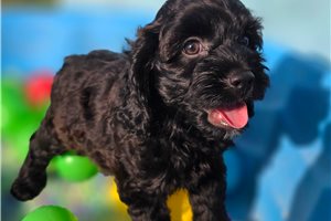 Peach - Cockapoo for sale