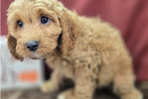 Barley - Cockapoo for sale