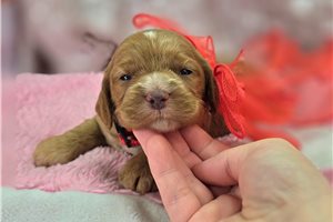 Dina - Cockapoo for sale