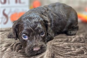 Bridget - Cockapoo for sale