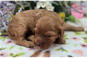 Indie - Cockapoo for sale