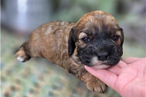 Agatha - Cockapoo for sale