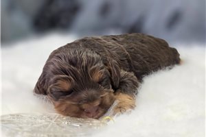 Alex - Cockapoo for sale
