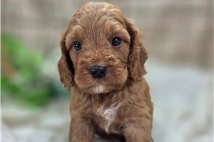 Lars - Cockapoo for sale