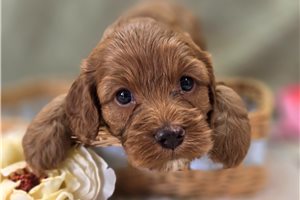 Ibby - Cockapoo for sale