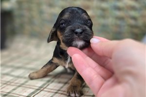 Addie - Cockapoo for sale