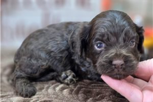 Bitsy - puppy for sale