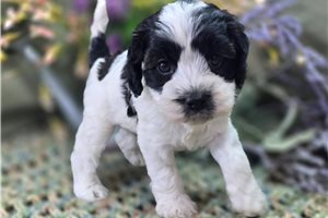 Bernard - puppy for sale