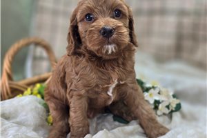 Ibby - Cockapoo for sale
