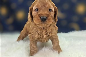 Drucilla - Cockapoo for sale