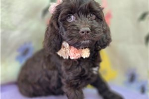 Effie - Cockapoo for sale
