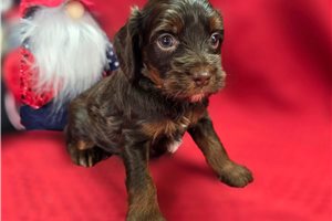 Pumpkin - Cockapoo for sale
