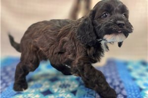 Abigail - Cockapoo for sale