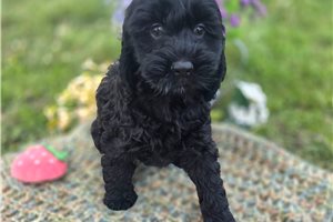 Dusk - Cockapoo for sale