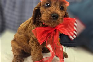 Lavender - Cockapoo for sale