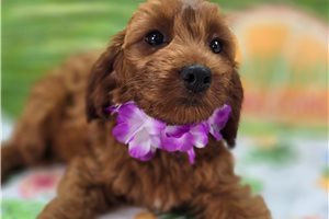 Lavender - Cockapoo for sale