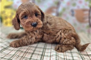 Dawn - Cockapoo for sale