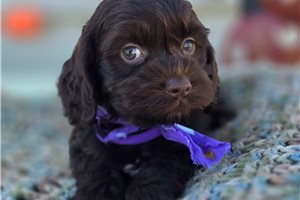 Bethany - Cockapoo for sale