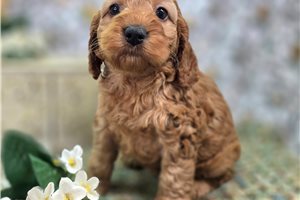 Drucilla - puppy for sale