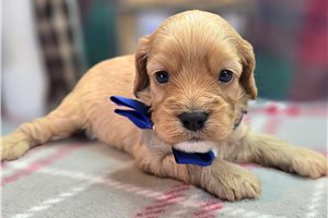 Maverick - Cockapoo for sale
