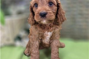 Lars - Cockapoo for sale