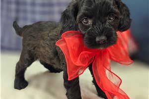 Peach - Cockapoo for sale