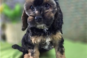 Addie - puppy for sale