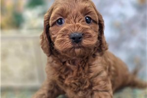 Dawn - puppy for sale
