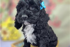 Asher - Cockapoo for sale