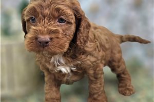 Donovan - puppy for sale