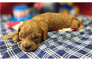 Langston - Cockapoo for sale