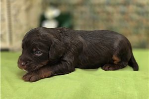 Pumpkin - puppy for sale