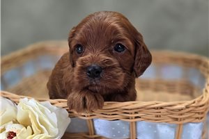 Lavender - Cockapoo for sale