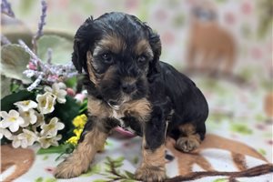 Addie - Cockapoo for sale