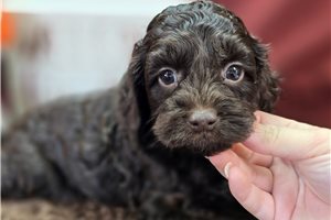 Blaine - Cockapoo for sale