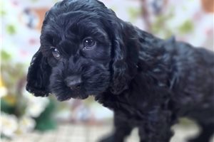 Dusk - Cockapoo for sale