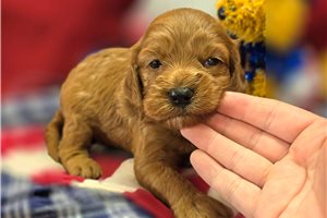 Iggy - Cockapoo for sale