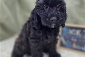 Peach - Cockapoo for sale