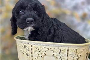 Asher - Cockapoo for sale