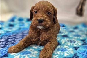 Delilah - puppy for sale