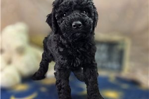 Osiris - Cockapoo for sale