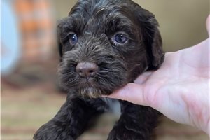 Baxter - Cockapoo for sale