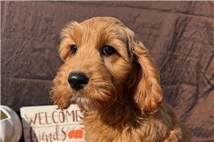Paprika - Cockapoo for sale