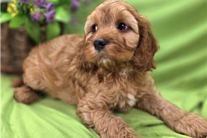Indie - Cockapoo for sale
