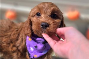 Parsley - Cockapoo for sale